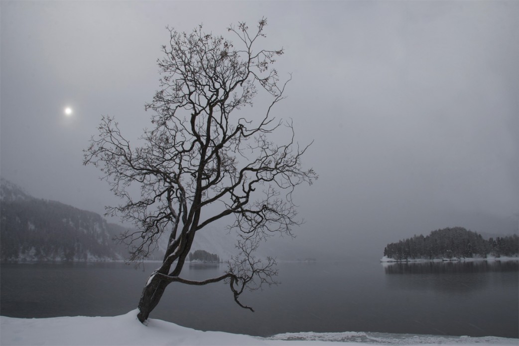 BAUM AM SILSER SEE