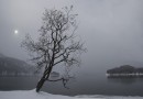 BAUM AM SILSER SEE