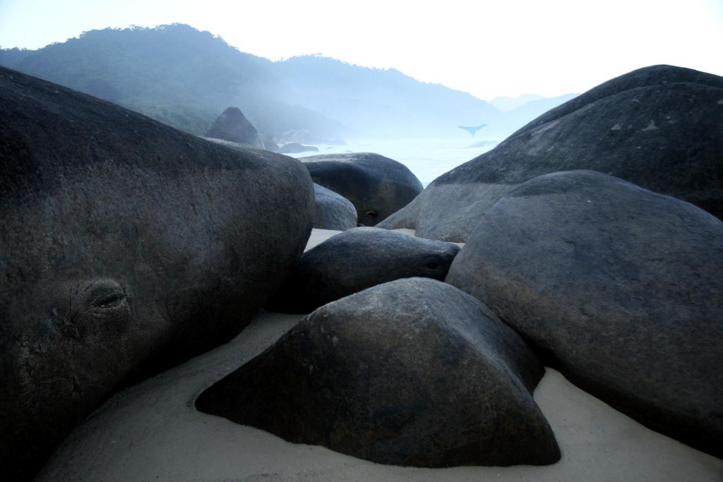 BALEIAS DO PARATY