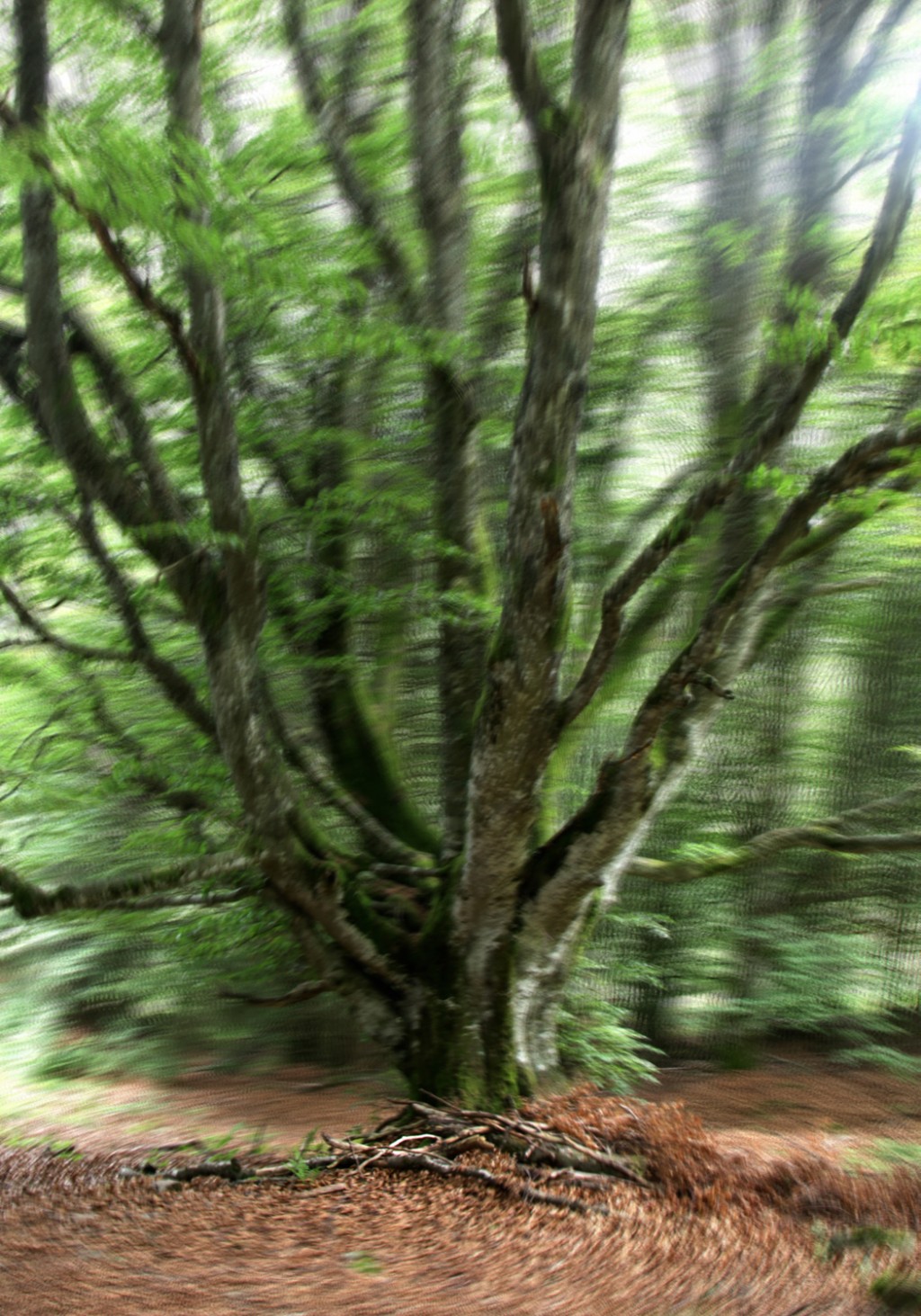 Études arbres et plantes